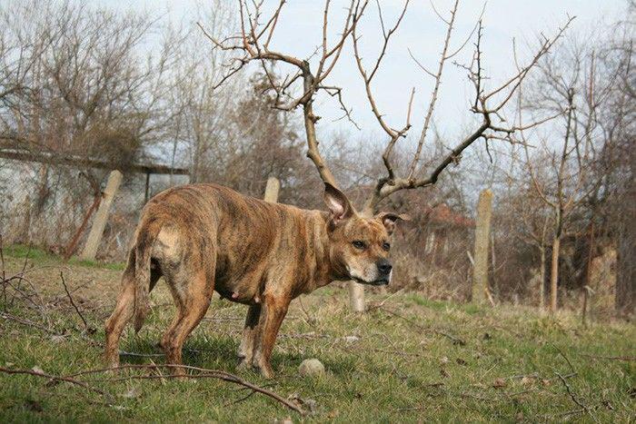 http://cdn.idntimes.com/content-images/community/2017/03/anjing-bertanduk-abacf61b70b617b567114dd815521fe9.jpg