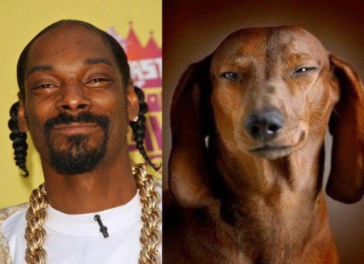 http://cdn.idntimes.com/content-images/community/2017/04/anjing-dan-shaggy-dog-604e8a989823974ad7f5abead003fff3.jpg