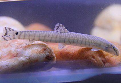 Ilustrasi ikan loach bergaris dari Tiongkok Timur (mapress.com)