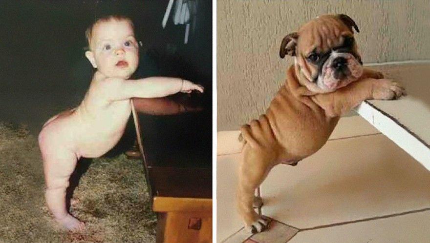 http://cdn.idntimes.com/content-images/community/2017/04/bayi-dan-anjing-pug-7265e55ca2a0159a6aacefdf9326438d.jpg