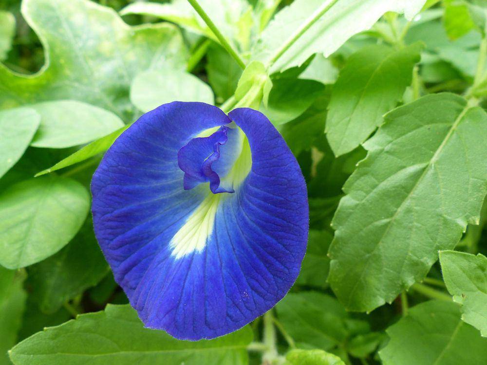 ilustrasi clitoria ternatea (pixabay.com/yarachan)