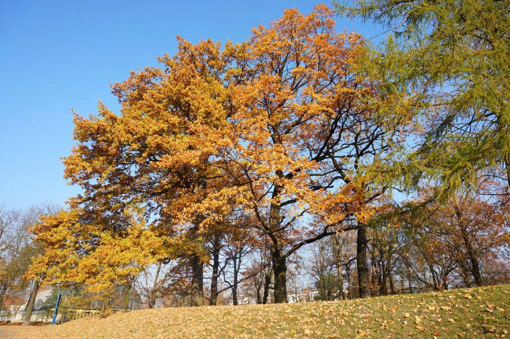 Pohon maple (freepik.com/wirestock)