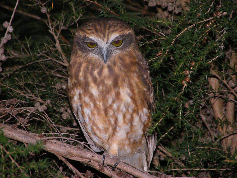 4 Burung Hantu dari Genus Ninox yang Dapat Dijumpai di Australia
