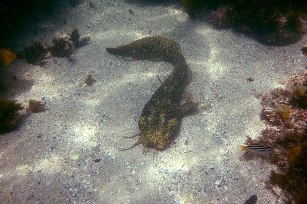 5 Fakta Menarik Estuary Cobbler, Ikan Lele Berbisa yang Hidup di Laut
