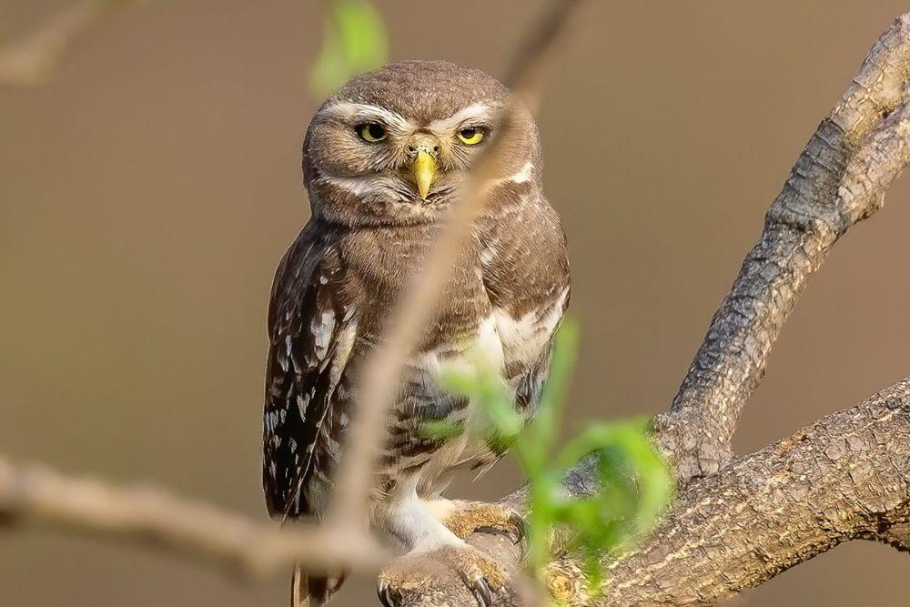 6 Fakta Forest Owlet, Burung Hantu Langka yang Hanya Tersisa 250 Ekor