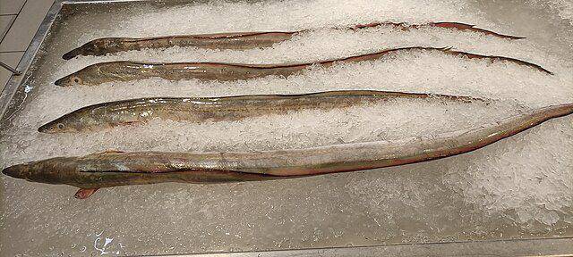 ilustrasi unagi segar (commons.wikimedia.org/Fumikas Sagisavas)