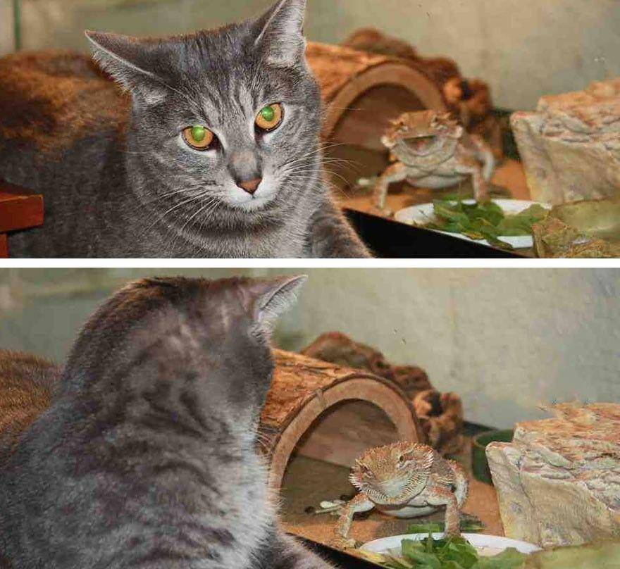 http://cdn.idntimes.com/content-images/community/2017/11/funny-animal-photobombs-16-880-1-fd2acfcf6eac4fda3793abce35d7fb0c.jpg