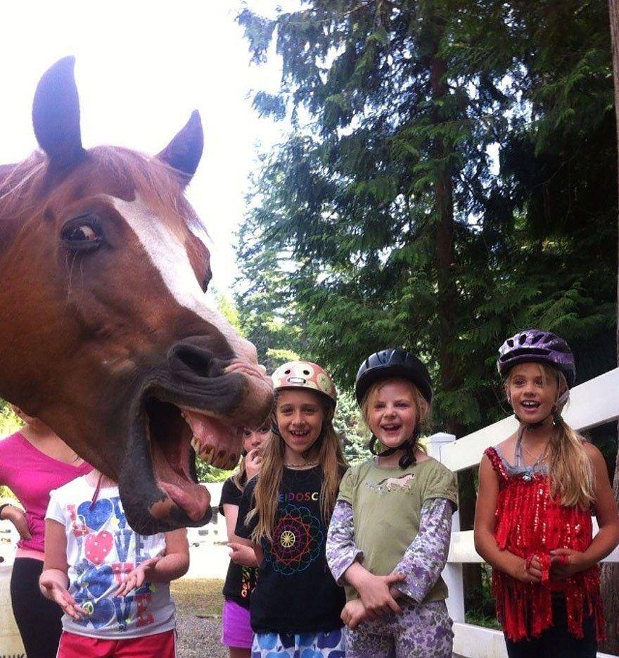 http://cdn.idntimes.com/content-images/community/2017/11/funny-animal-photobombs-5-880-445424f05e9cc4735ee8c88307fbdcab.jpg