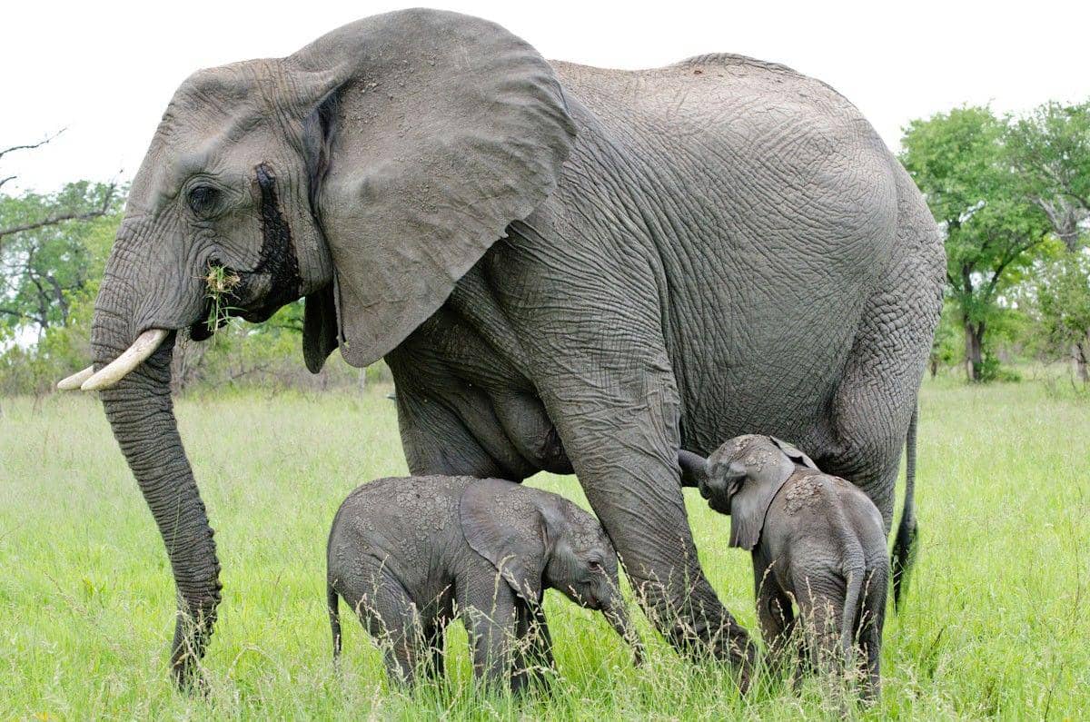 http://cdn.idntimes.com/content-images/community/2017/04/gambar-gajah-19-e492f8190c667c4099093f2bc26dbc9e.jpg