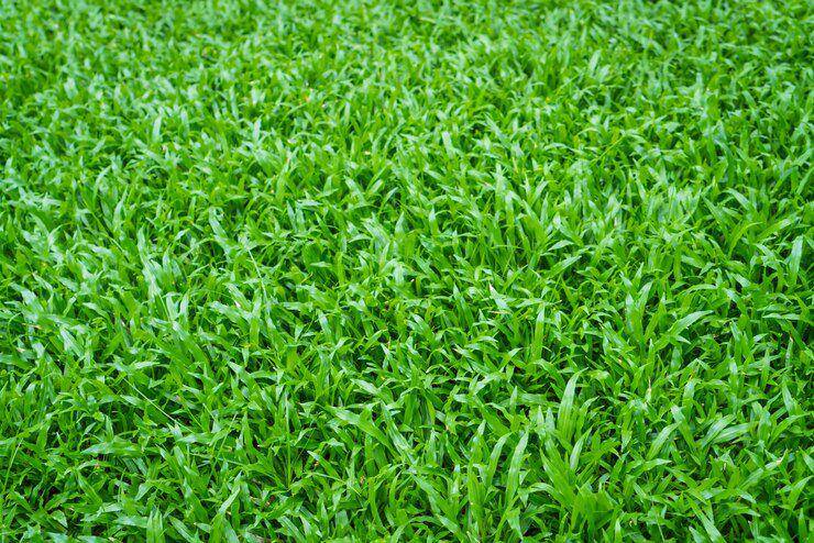 rumput gajah mini (freepik.com/jannoon028)