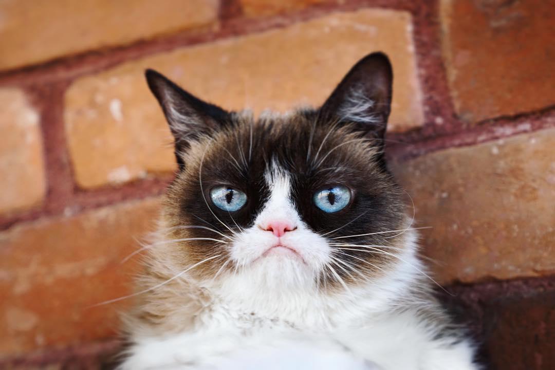 https://cdn.idntimes.com/content-images/post/20180125/grumpy-cat-1-5203d7fcfbfb7772aa3e7482c095d8fd.jpg