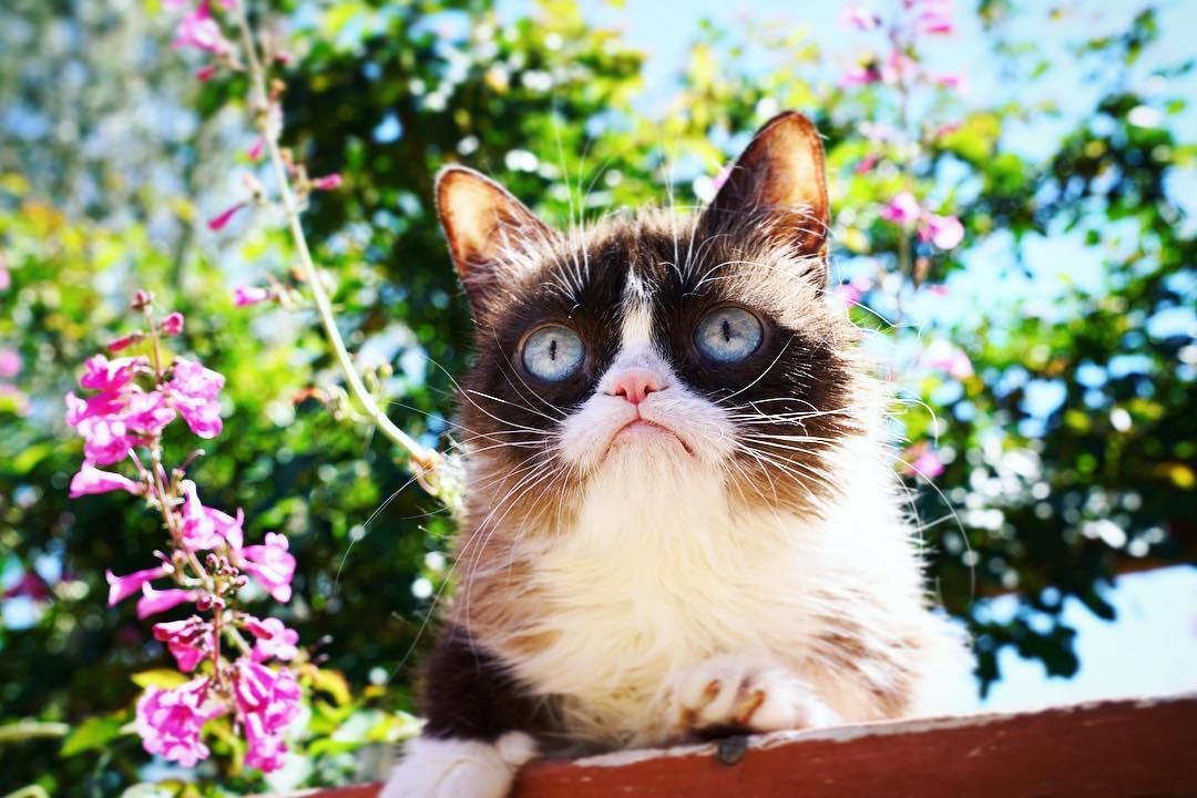 https://cdn.idntimes.com/content-images/post/20180125/grumpy-cat-2-f0b00aa33530104f07864e29f70b7c73.jpg