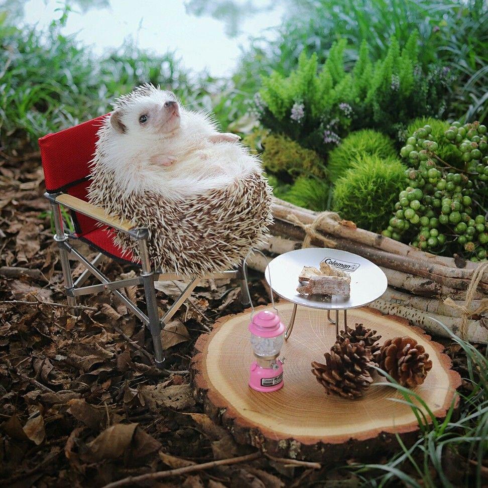 http://cdn.idntimes.com/content-images/community/2017/11/hedgehog-azuki-bad8rzwbrzz-a61917a18fec31425fd780f8e14755d7.jpg