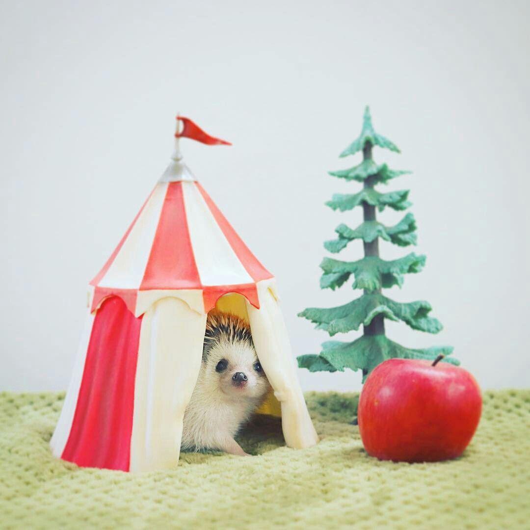 http://cdn.idntimes.com/content-images/community/2017/11/hedgehog-azuki-by28pkxhxzk-0e83ceaec55df452134ea30669d71c80.jpg