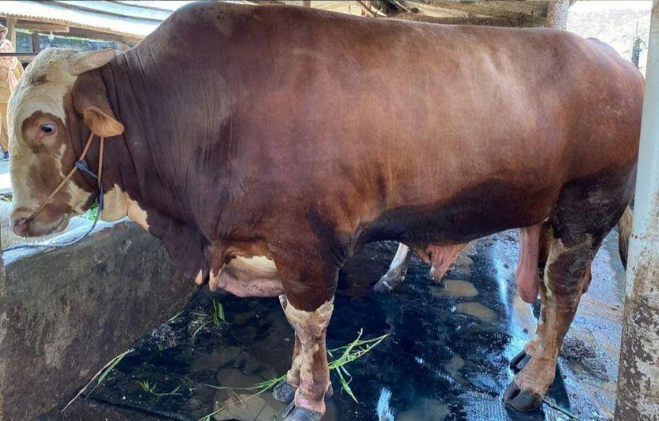 Penampakan sapi kurban Presiden Prabowo di Lampung. (Dok. Disnakkeswan Lampung).
