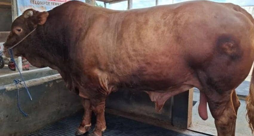 Penampakan sapi kurban Presiden Prabowo di Lampung. (Dok. Disnakkeswan Lampung).