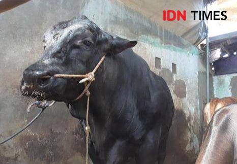 Penampakan sapi Gerandong, bantuan kurban Presiden Prabowo untuk Kota Bandar Lampung. (IDN Times/Tama Yudha Wiguna).