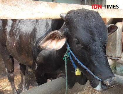 Penampakan sapi Gerandong, bantuan kurban Presiden Prabowo untuk Kota Bandar Lampung. (IDN Times/Tama Yudha Wiguna).