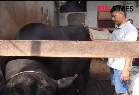 Penampakan sapi Gerandong, bantuan kurban Presiden Prabowo untuk Kota Bandar Lampung. (IDN Times/Tama Yudha Wiguna).