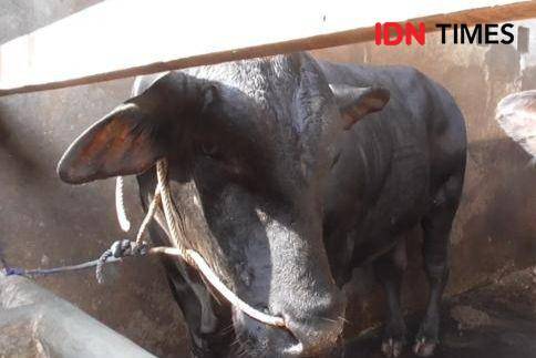 Penampakan sapi Gerandong, bantuan kurban Presiden Prabowo untuk Kota Bandar Lampung. (IDN Times/Tama Yudha Wiguna).
