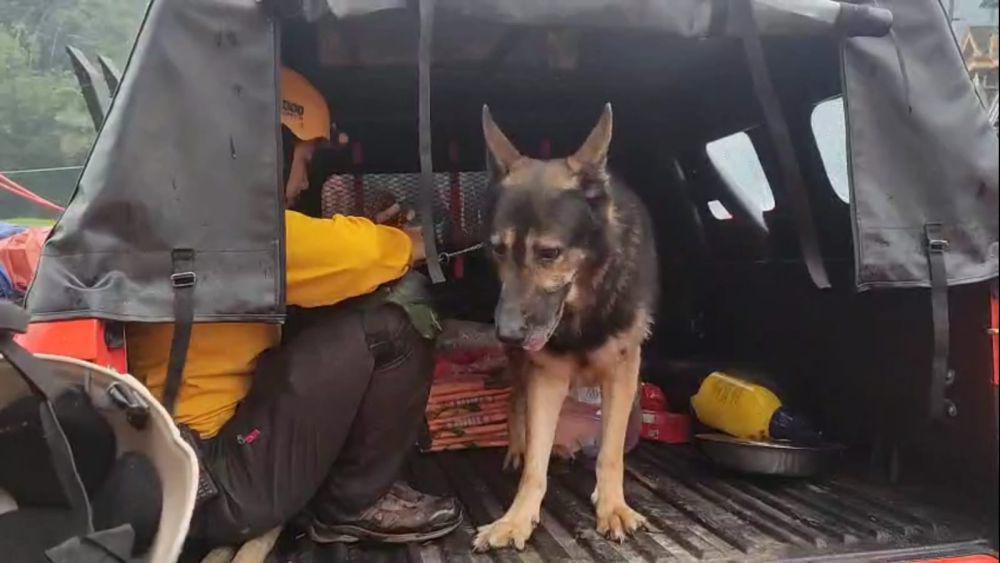 Anjing pelacak yang dilibatkan dalam operasi pencarian. IDN Times/ Bramanta Pamungkas