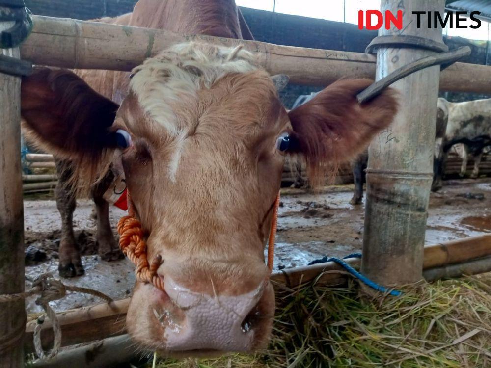2 Pekan Jelang Idul Adha, Penjualan Hewan Kurban di Bantul Masih Lesu