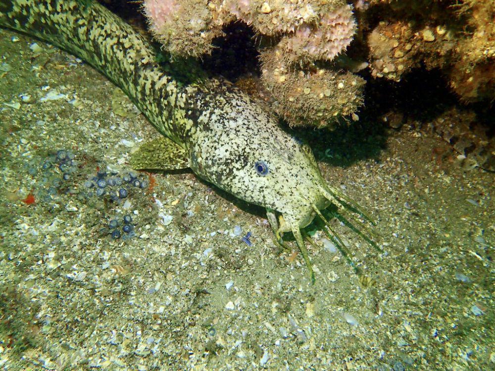 Estuary cobbler (inaturalist.org/Lucy Smiechura)