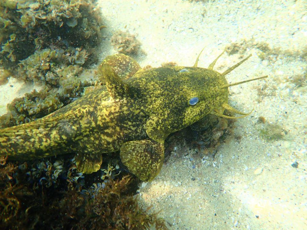Estruary cobbler (inaturalist.org/Peter)