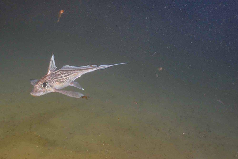 Ilustrasi ikan Chimaera di perairan dalam (commons.wikimedia.org/batal)