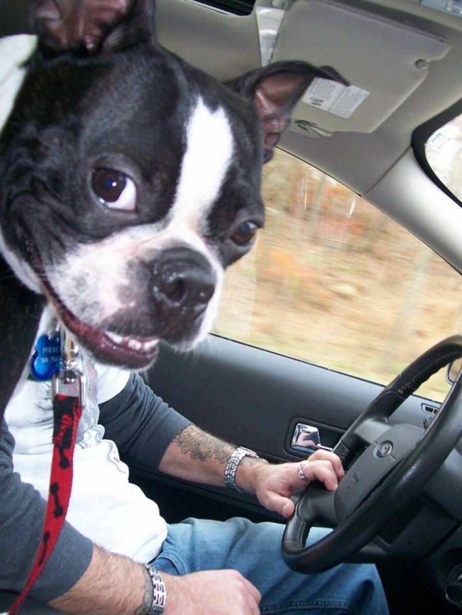 http://cdn.idntimes.com/content-images/community/2017/11/perfect-timing-dog-photos-6-4e04a37877bb772af48b345f53a7012b.jpg