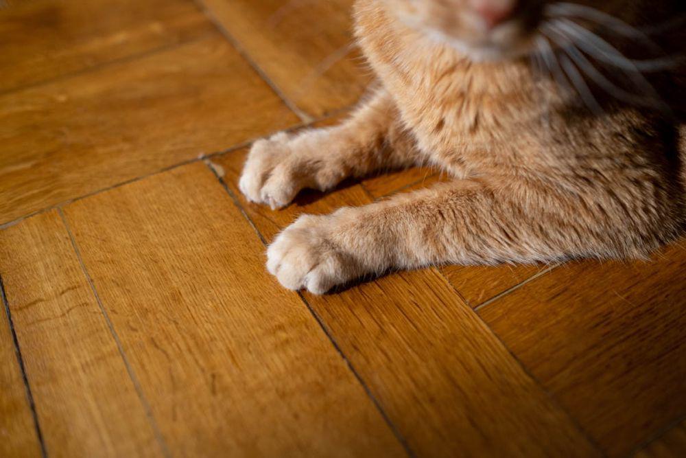 Gak Cuma Buat Mencakar, Ini 7 Fakta Menarik Kuku Kucing