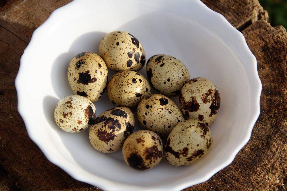 Telur puyuh (pixabay.com/ivabalk)