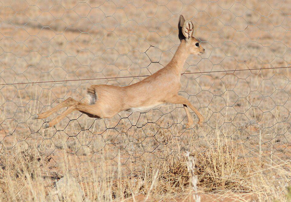 steenbok muda coba melompati pagar buatan manusia (commons.wikimedia.org/Jan Ebr)