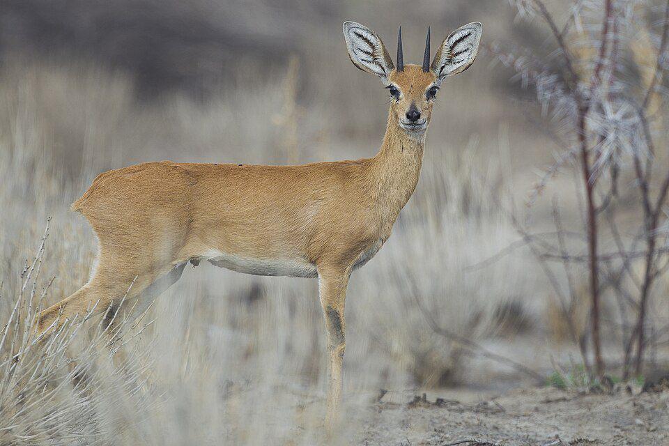 potret seekor steenbok jantan dewasa (commons.wikimedia.org/Yathin S Krishnappa)