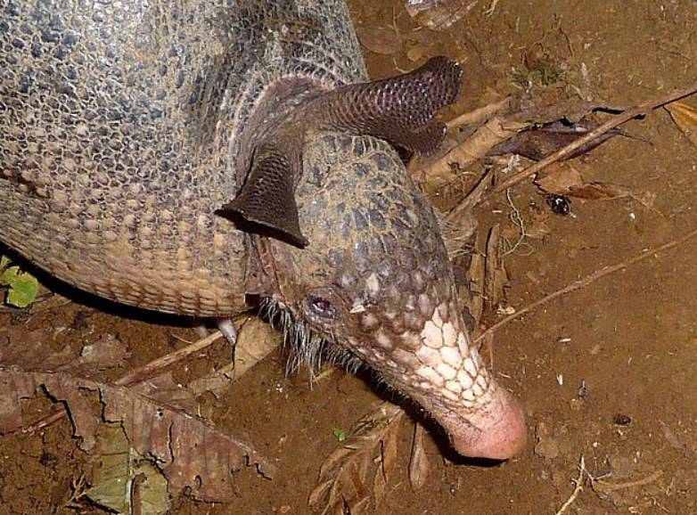 potret armadillo (commons.wikimedia.org/gailhampshire)