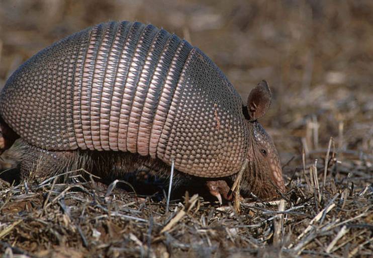 potret armadillo (commons.wikimedia.org/Hollingsworth, John and Karen)