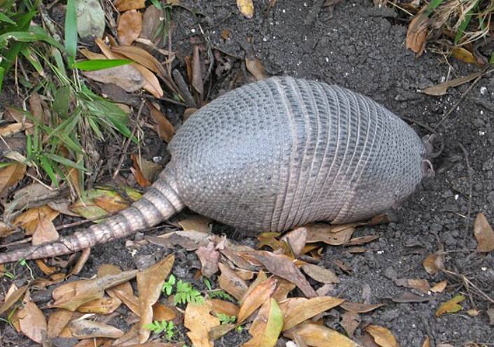 potret armadillo (commons.wikimedia.org/Korall)