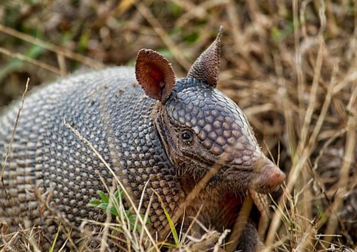 5 Fakta Armadillo, Pelindung Diri Alami dari Dunia Mamalia