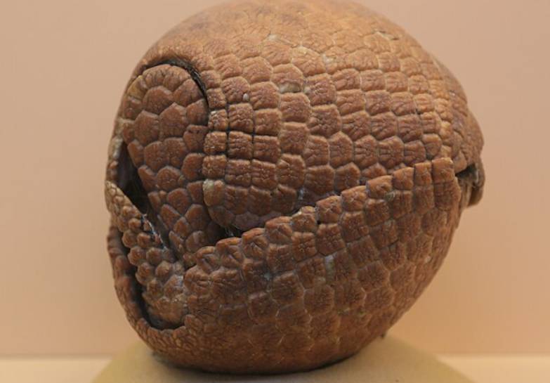 potret armadillo (commons.wikimedia.org/John Cummings)