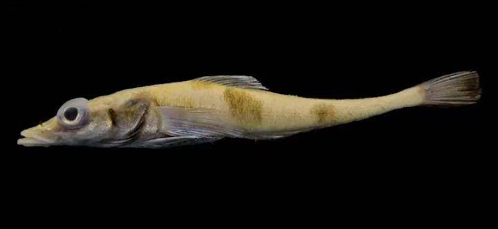 Ilustrasi dragonfish dari Antartika (dok. YouTube/Newly Discovered)