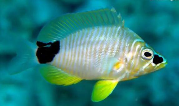 5 Ikan Baru yang Bikin Ilmuwan Ternganga, Ada yang Bermata Raksasa!
