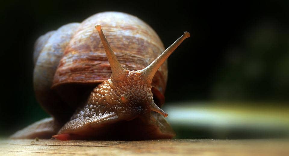 http://cdn.idntimes.com/content-images/community/2017/05/siput-6fcd8737b80e7735d426b4af839c71fc.jpg