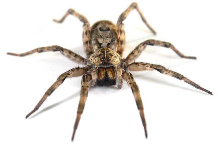 http://cdn.idntimes.com/content-images/community/2017/02/spider-06-c92d712c01715d414080abff707a58cb.jpg