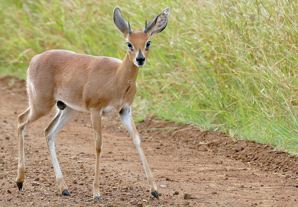 steenbok jantan yang sudah siap kawin (commons.wikimedia.org/Bernard DUPONT)
