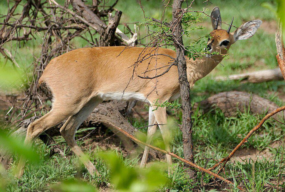 Pilihan makanan steenbok terbilang cukup beragam sehingga mereka tak kesulitan untuk memenuhi kebutuhan sehari-hari. (commons.wikimedia.org/Bernard DUPONT)
