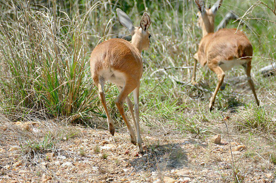Steenbok akan mengejar individu lain yang masuk ke wilayahnya sampai benar-benar keluar. (commons.wikimedia.org/Bernard DUPONT)