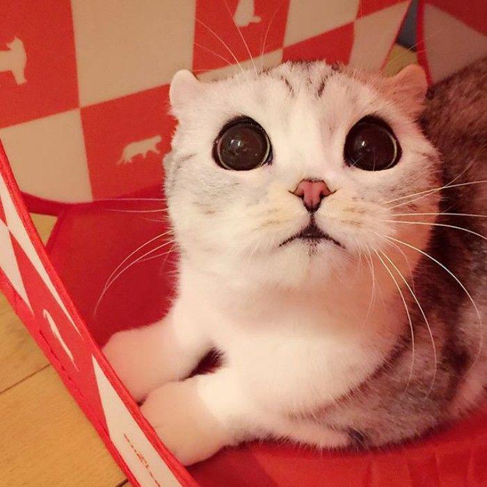 http://cdn.idntimes.com/content-images/community/2017/04/taken-byhana-kitty-1-png-700-e24093d3fae2a78b6a9a182401e1d506.jpg