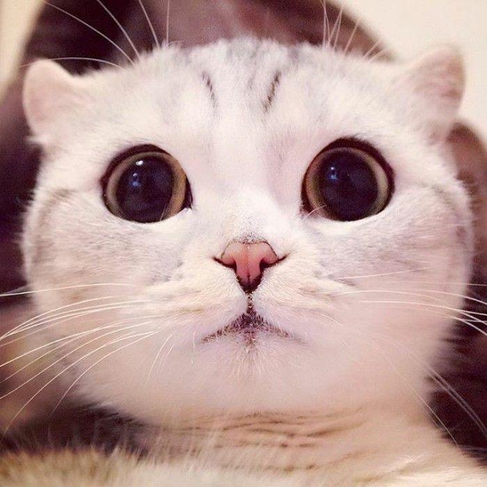 http://cdn.idntimes.com/content-images/community/2017/04/taken-byhana-kitty-13-png-700-d2d40d99492a3b96721d57538168229f.jpg