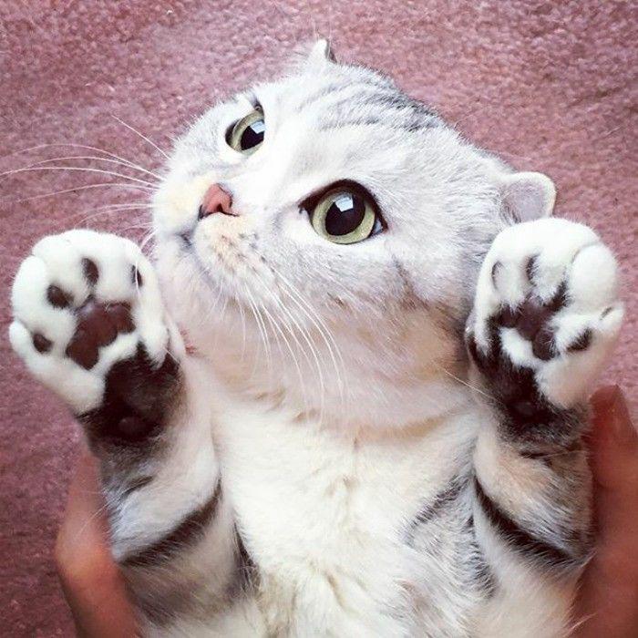 http://cdn.idntimes.com/content-images/community/2017/04/taken-byhana-kitty-30-png-700-e5157daf86207d93f77e44aebb0ae798.jpg