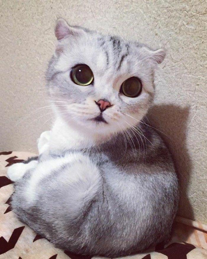 http://cdn.idntimes.com/content-images/community/2017/04/taken-byhana-kitty-34-png-700-bcef1c91983985d5dfa98ef2790adc69.jpg